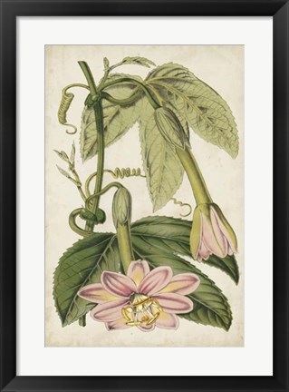 Framed Passion Flower Botanical Print