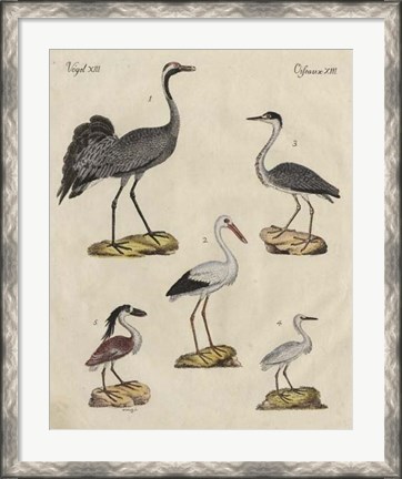 Framed Heron Classification I Print