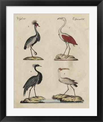 Framed Heron Classification II Print