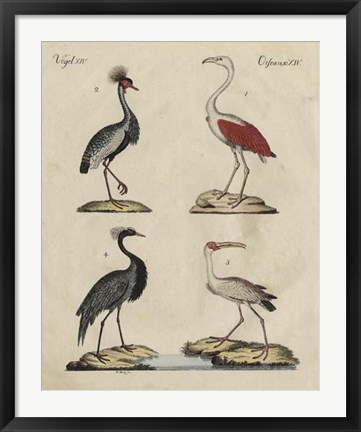 Framed Heron Classification II Print