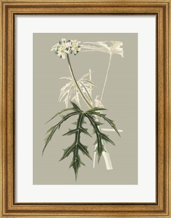 Framed Botanical Cabinet V Print