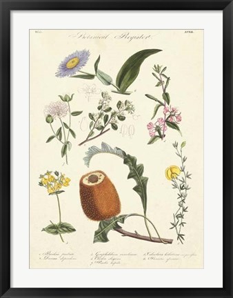 Framed Botanical Register II Print