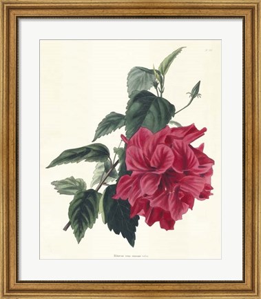 Framed Rose Hibiscus I Print