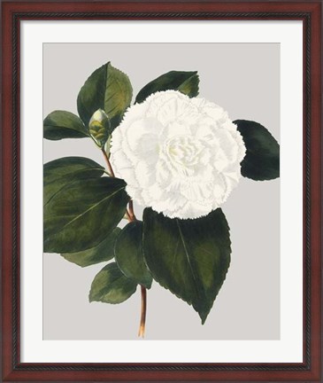 Framed Camellia Japonica II Print