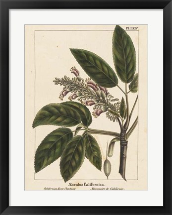 Framed California Horse Chestnut Print