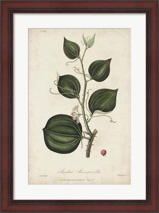 Framed Medicinal Botany I Print