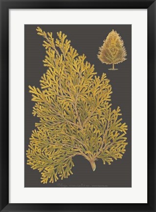 Framed Trees &amp; Leaves III Print