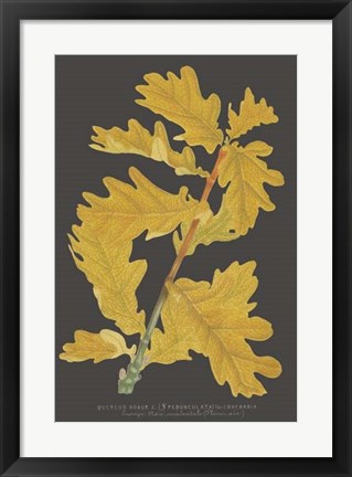 Framed Trees &amp; Leaves IV Print