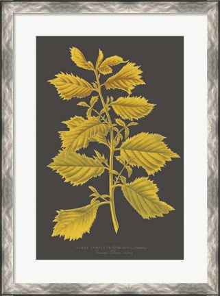 Framed Trees &amp; Leaves V Print