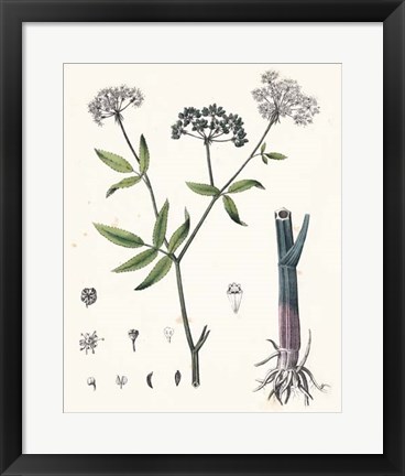 Framed Berge Botanicals II Print