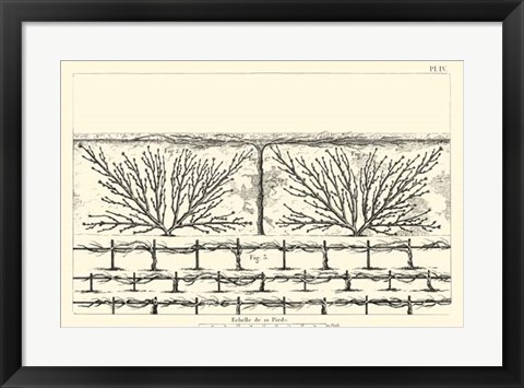 Framed Antique Diagram for Espaliers II Print