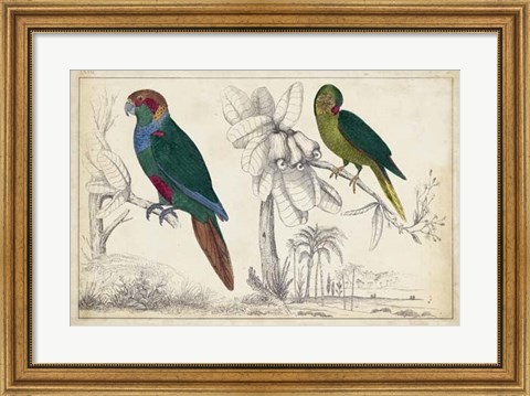 Framed Parrot Pair I Print