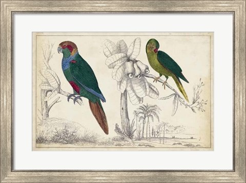 Framed Parrot Pair I Print
