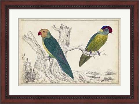 Framed Parrot Pair II Print