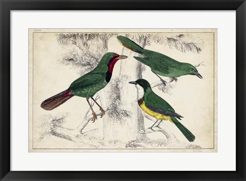 Framed Tropical Bird Trio I Print