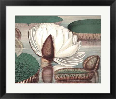 Framed Vintage Water Lily I Print