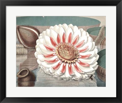 Framed Vintage Water Lily III Print