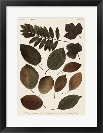 Framed Autumnal Leaves II Print