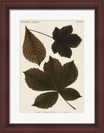Framed Autumnal Leaves III Print