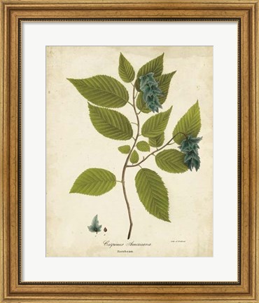 Framed Hornbeam Tree Foliage Print