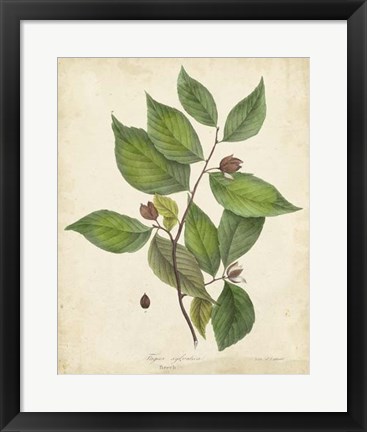 Framed Beech Tree Foliage Print