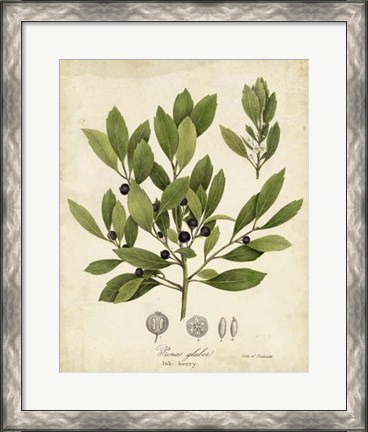 Framed Ink-berry Tree Foliage Print