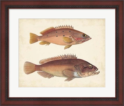Framed Antique Fish Species I Print