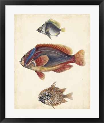 Framed Antique Fish Species IV Print