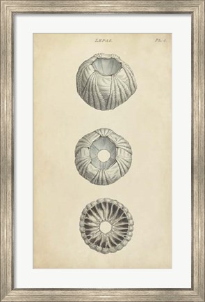 Framed Cylindrical Shells I Print