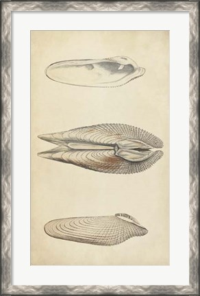 Framed Marine Mollusk I Print