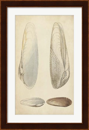 Framed Marine Mollusk II Print