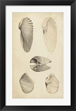 Framed Marine Mollusk III Print