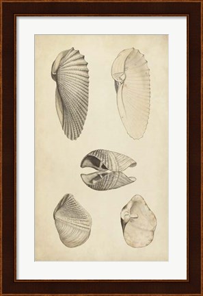 Framed Marine Mollusk III Print