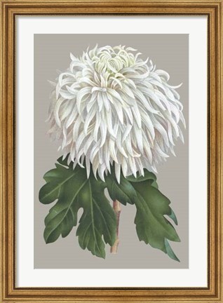 Framed Chrysanthemum on Gray II Print