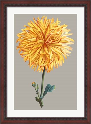 Framed Chrysanthemum on Gray IV Print