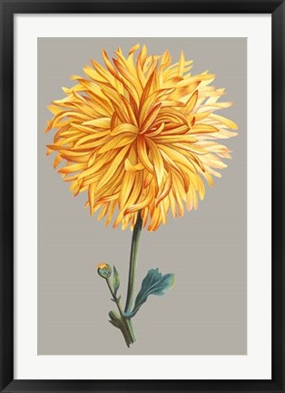 Framed Chrysanthemum on Gray IV Print