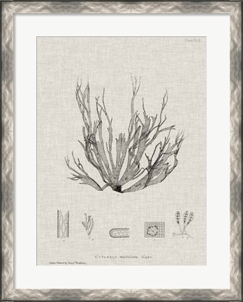 Framed Charcoal &amp; Linen Seaweed I Print