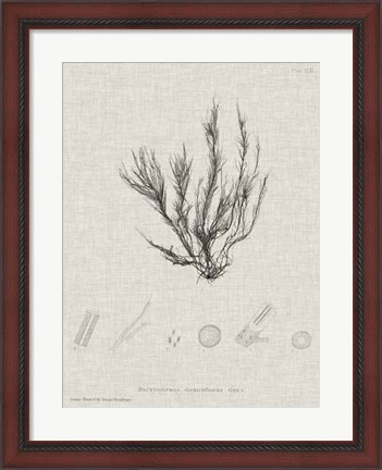 Framed Charcoal &amp; Linen Seaweed VI Print