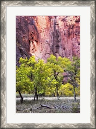 Framed Canyon Cottonwoods Print