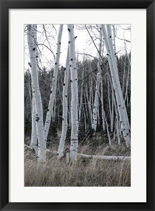 Framed Pale Bark I Print