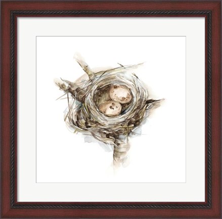 Framed Bird Nest Study I Print