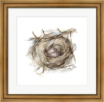 Framed Bird Nest Study IV Print
