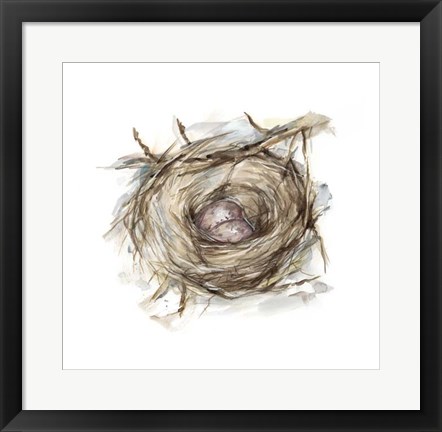 Framed Bird Nest Study IV Print