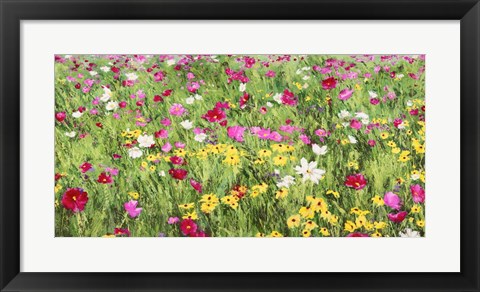 Framed Field of Flowers Print