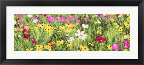 Framed Field of Flowers (Detail) Print