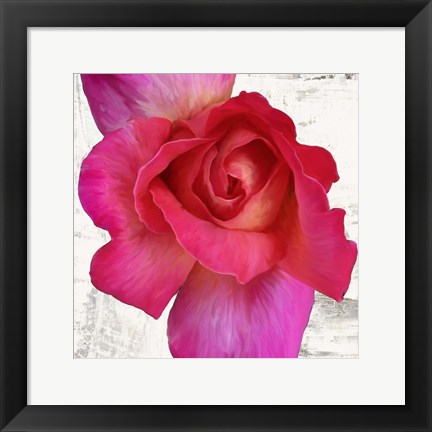 Framed Spring Roses I Print
