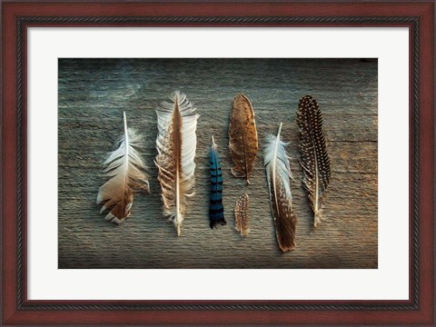 Framed Feather Collection I Print