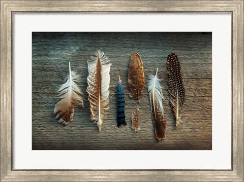 Framed Feather Collection I Print