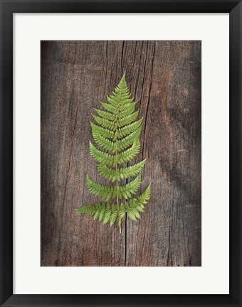 Framed Woodland Fern I Print