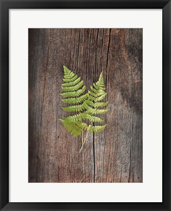 Framed Woodland Fern II Print